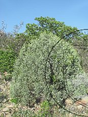 Можжевельник высокий 002